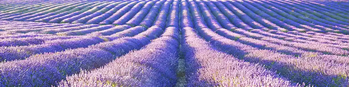 Panoramic photo of lavender field in summer Provence